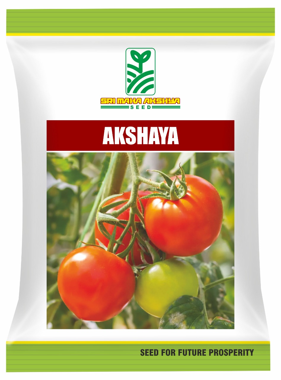 Hybrid Tomato - Akshaya