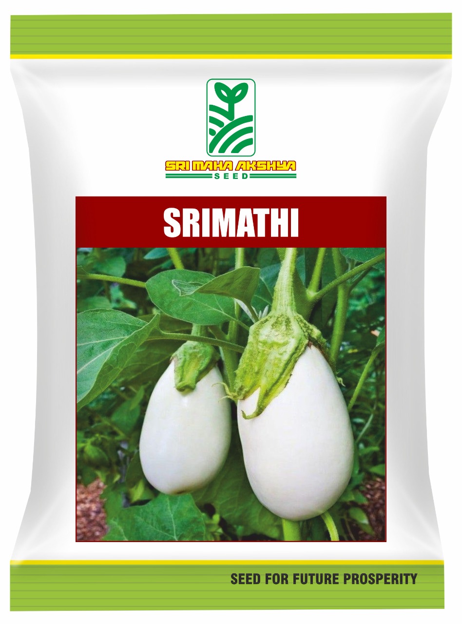 Hybrid Brinjal - Srimathi
