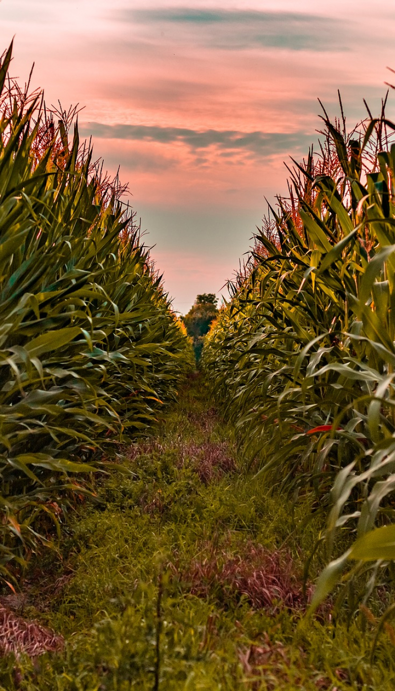 corn-farm-crop-field-sunset-rows
