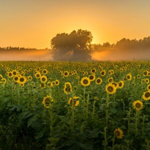 Breathtaking view of a field full of sunflowers and the trees in the background